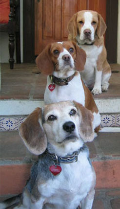 Beagles